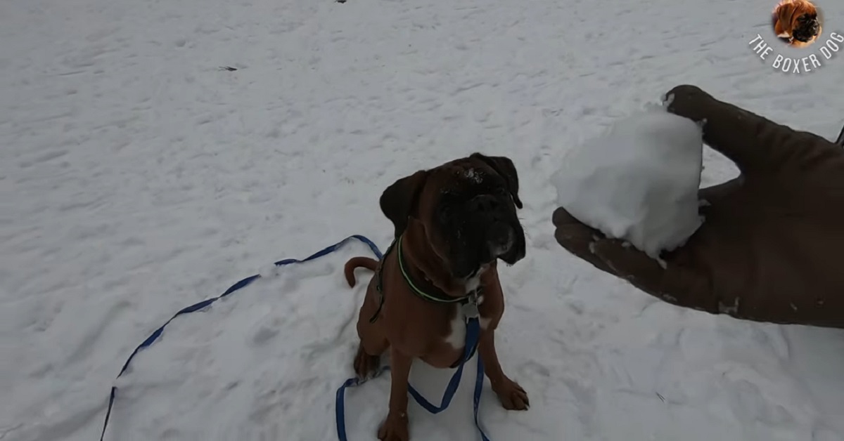 cucciolo di boxer gioca con la palla nella neve