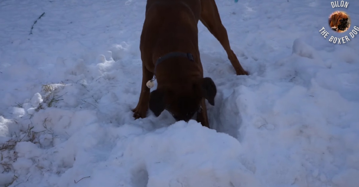 cucciolo di boxer gioca con la palla nella neve