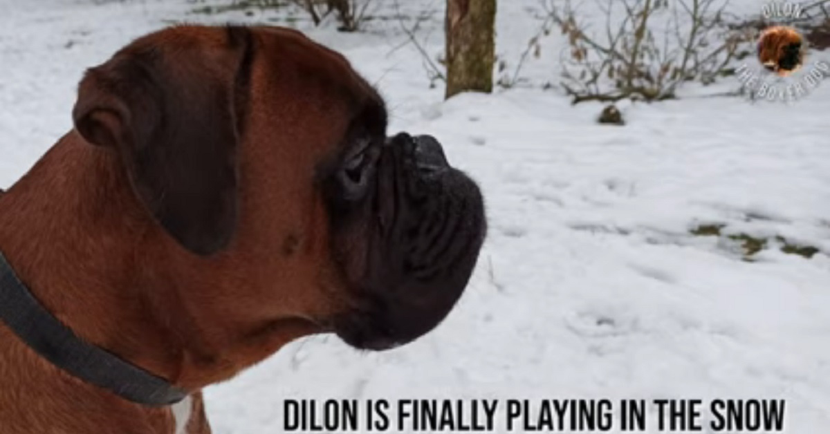 Il cucciolo di boxer gioca con la palla nella neve (VIDEO)