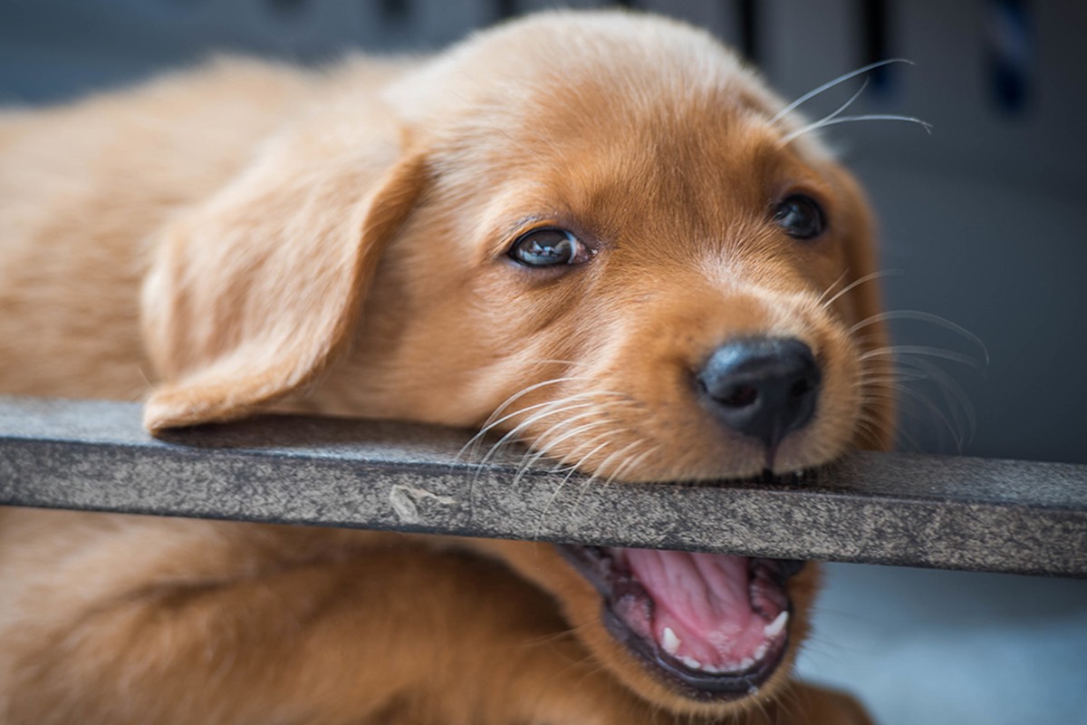 cucciolo di cane morde tutto