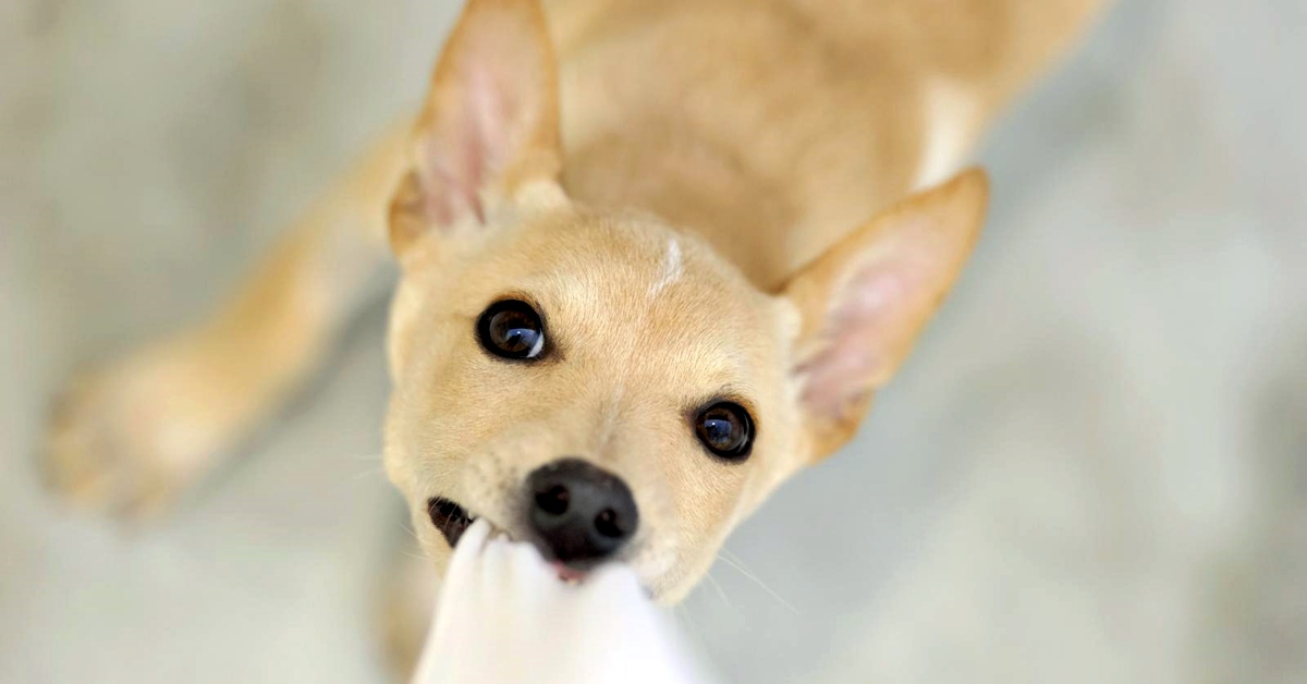 Cucciolo di cane aggressivo, come educarlo