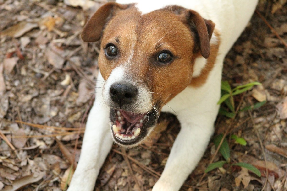 jack russell terrier