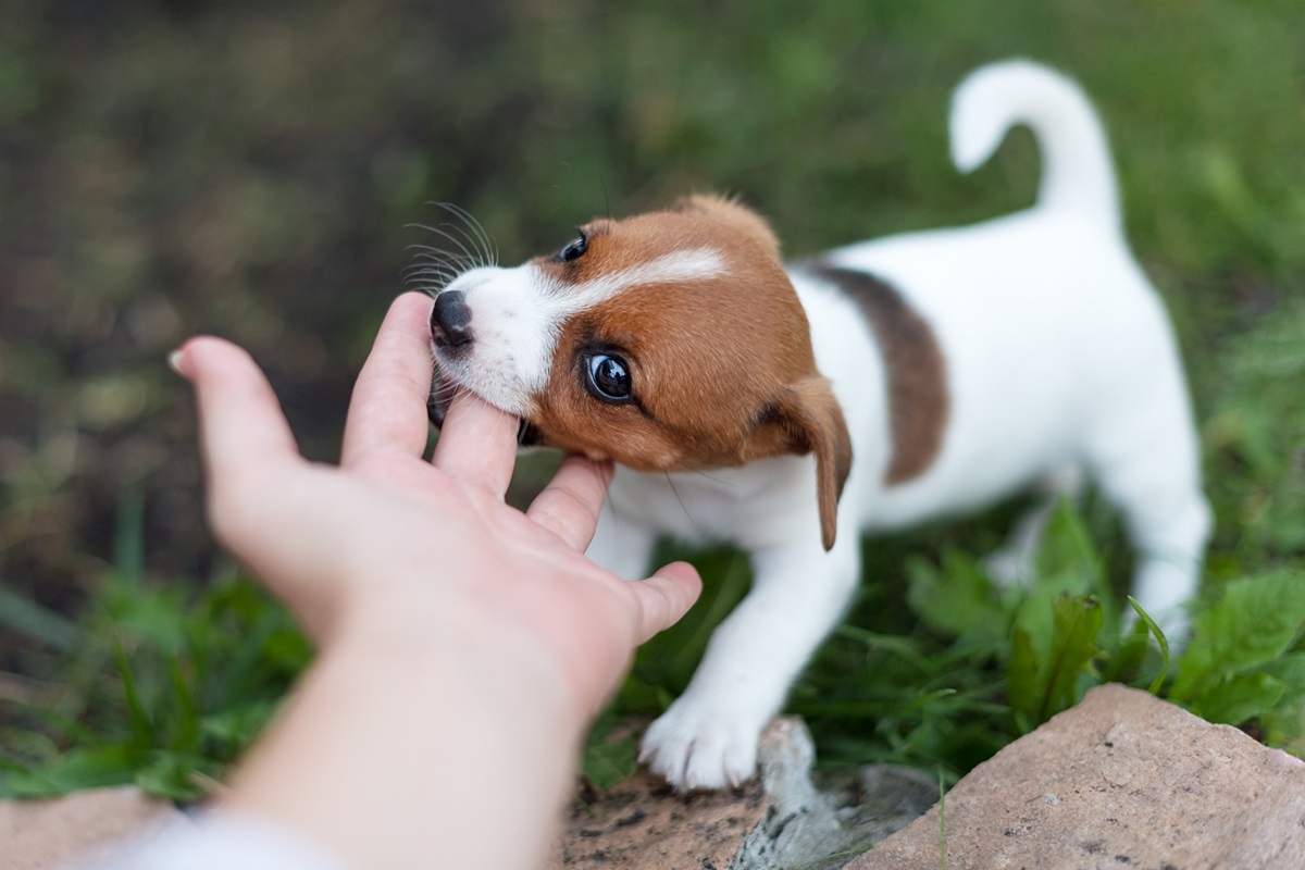 cucciolo di jack russell terrier morde la mano