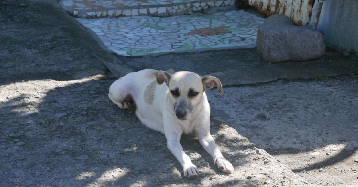 Cucciolo di cane aveva poche speranze di tornare a camminare dopo l’incidente, il video racconta la storia di un miracolo