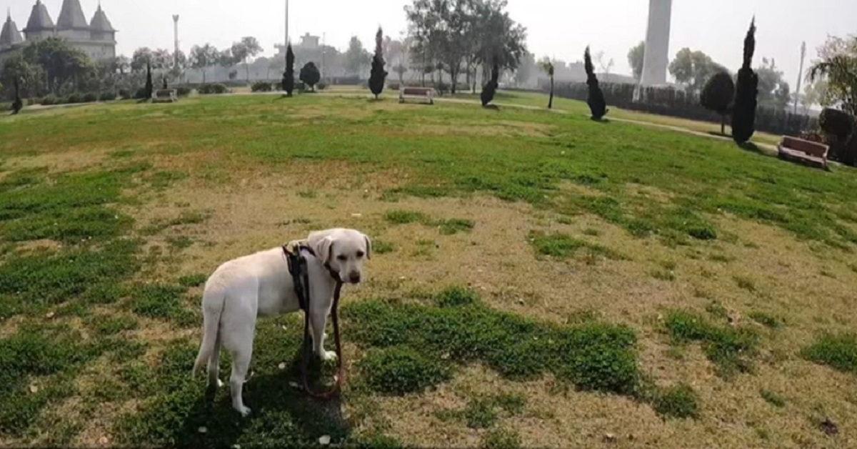 cucciolo di cane si siede sulle panchine