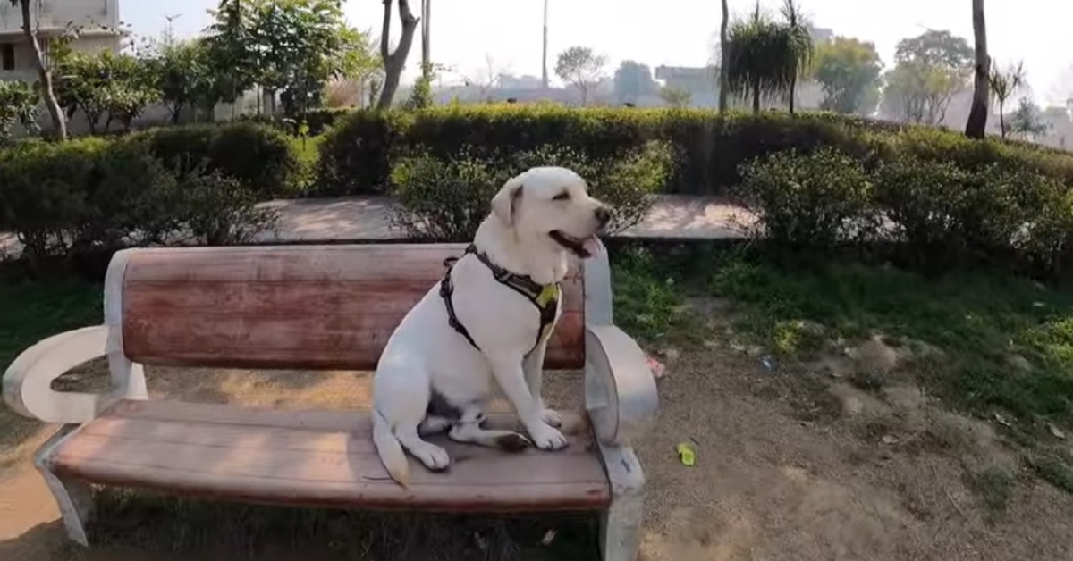 cucciolo di cane si siede sulle panchine