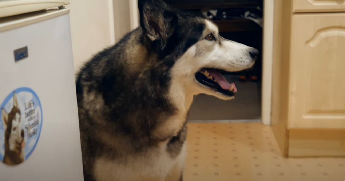 cucciolo di cane che vuole a tutti i costi un pancake