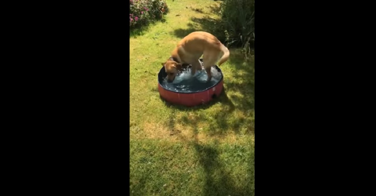 cucciolo di cane è felicissimo della sua nuova minuscola piscina 