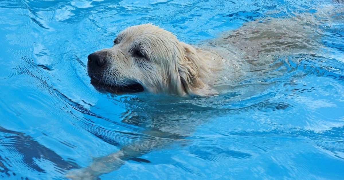cucciolo di cane è felicissimo della sua nuova minuscola piscina