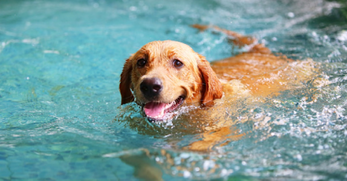 cucciolo di cane è felicissimo della sua nuova minuscola piscina 