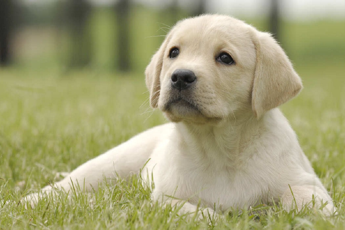 cucciolo di labrador