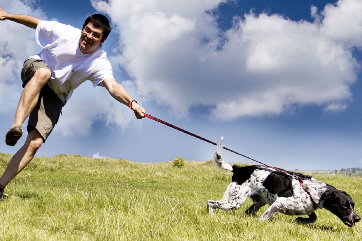 Cucciolo di cane non si concentra: qualcosa non va?