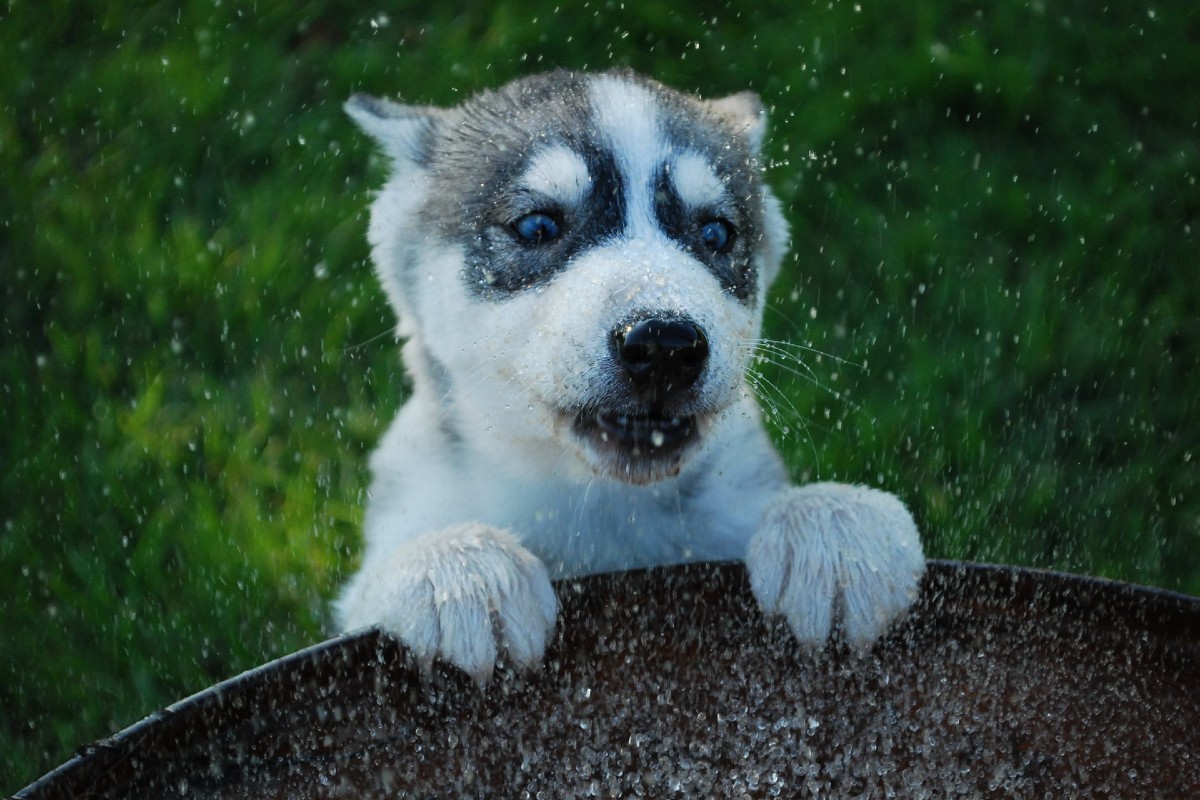 Cucciolo di cane sbava: che cosa succede?