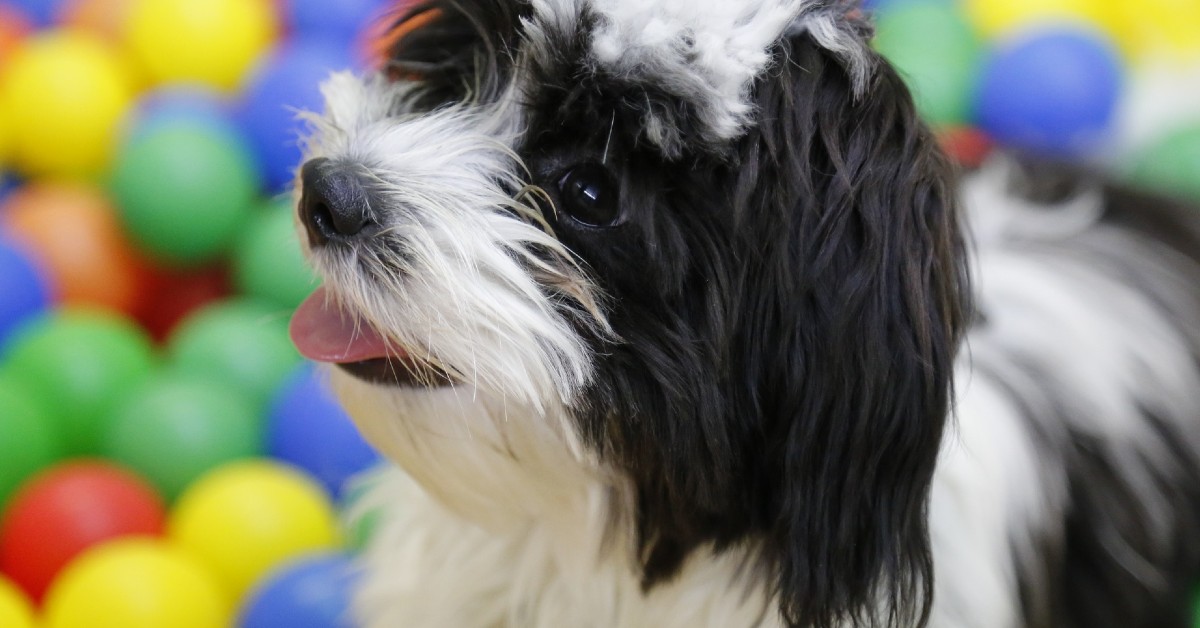 Il cucciolo di cane scopre lo specchio, e la sua gioia è incontenibile (VIDEO)