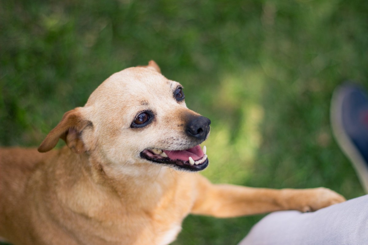 Il cucciolo di cane si mette su due zampe, come mai?