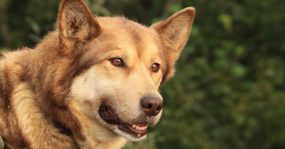 Cucciolo di cane vuole uscire per una passeggiata e sa come trasmettere il messaggio in video