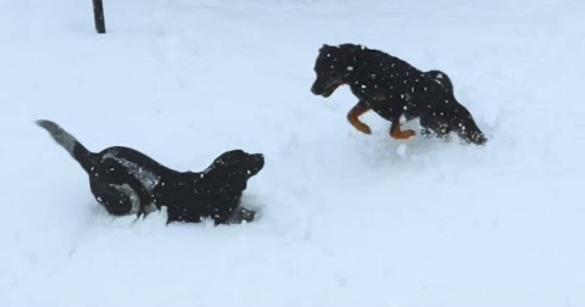 cani sulla neve