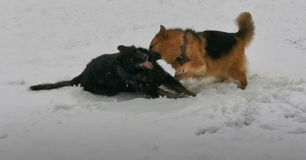 Cucciolo di pastore tedesco ama giocare sulla neve con il suo amico, il meraviglioso video