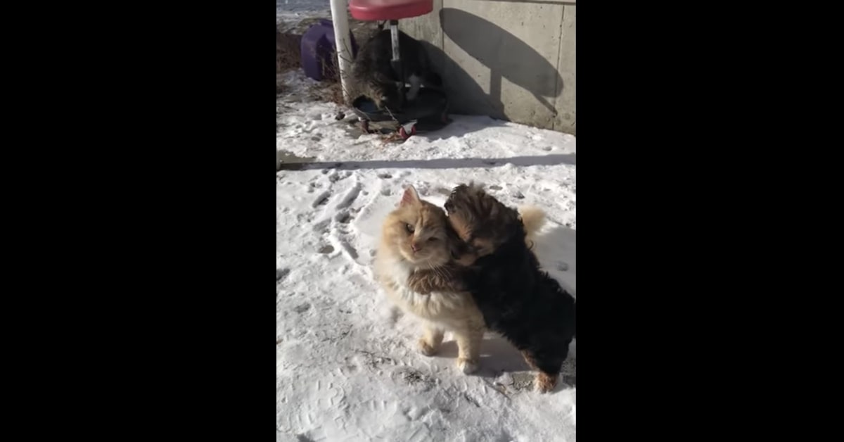 Un cucciolo di cane gioca con un gattino che non sembra molto amichevole (VIDEO)