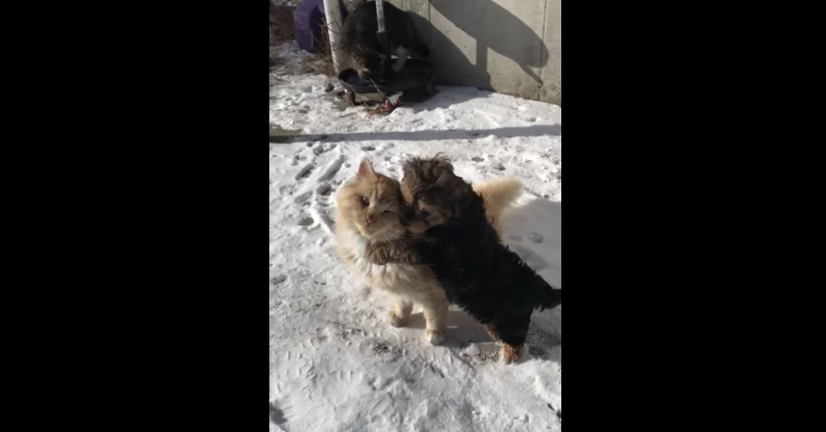 cucciolo vuole giocare con gatto asociale