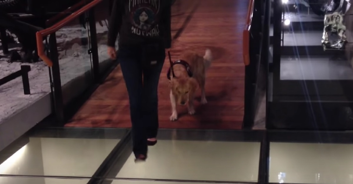Cucciolo Golden Retriever deve camminare per la prima volta il pavimento di vetro, nel video la sua adorabile reazione
