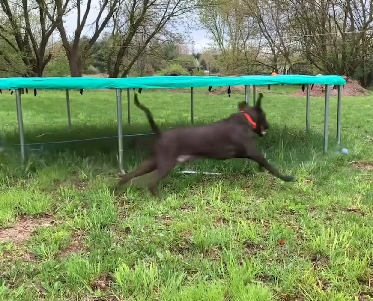 gus cucciolo di cane labrador trovata papà