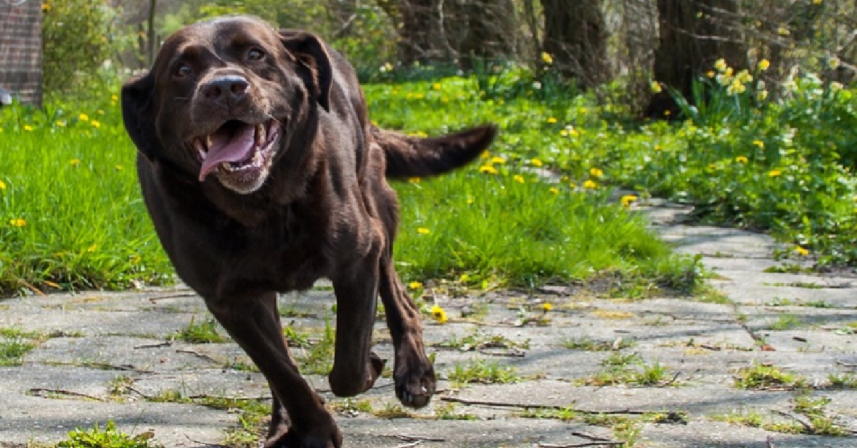 Cucciolo Labrador ha bisogno di sfogare le sue energie, nel video la geniale trovata del proprietario