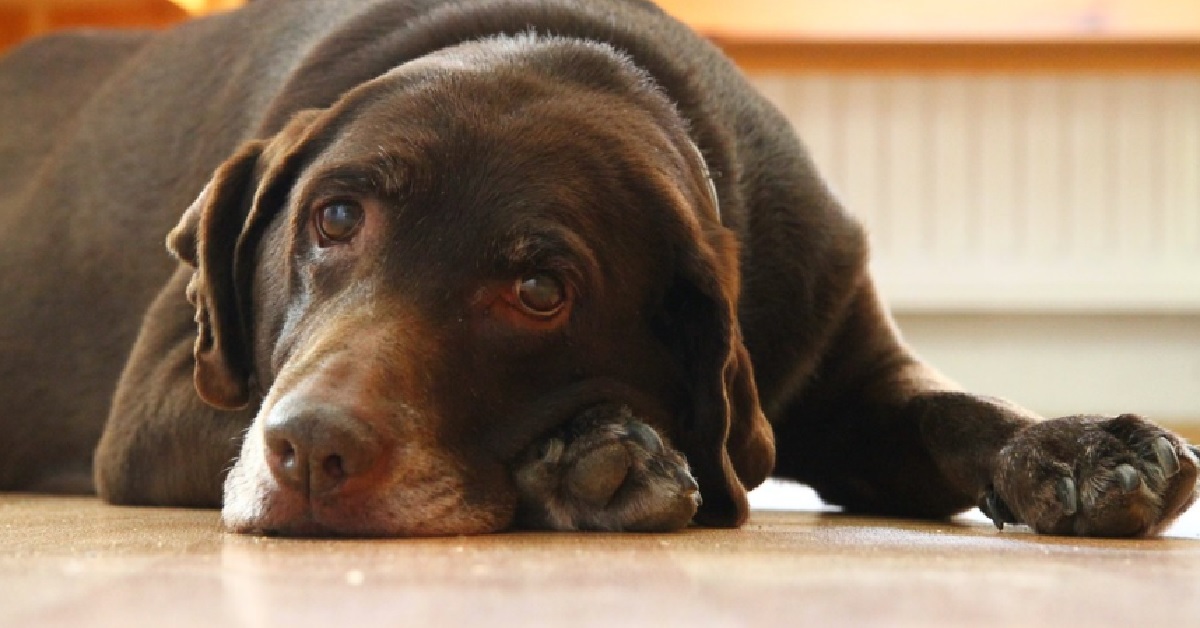 Cucciolo Labrador non ottiene la porzione di cibo che sperava, il suo imperdibile sguardo in video