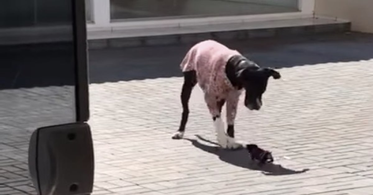 Un cucciolo di cane riesce a spaventare un quattro zampe adulto divertendo tutta la rete (VIDEO)