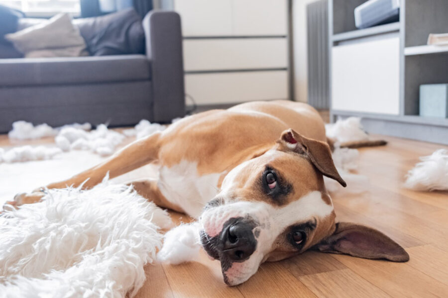 cane ha distrutto il tappeto