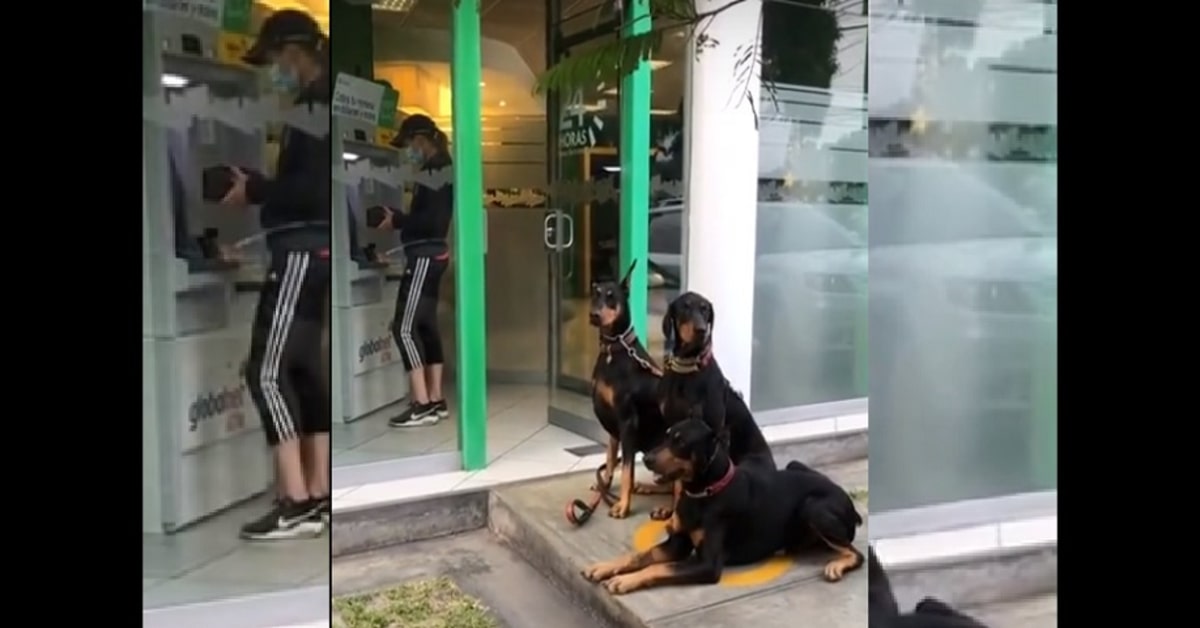 I Dobermann proteggono la loro umana mentre ritira denaro da una cassa automatica (VIDEO)