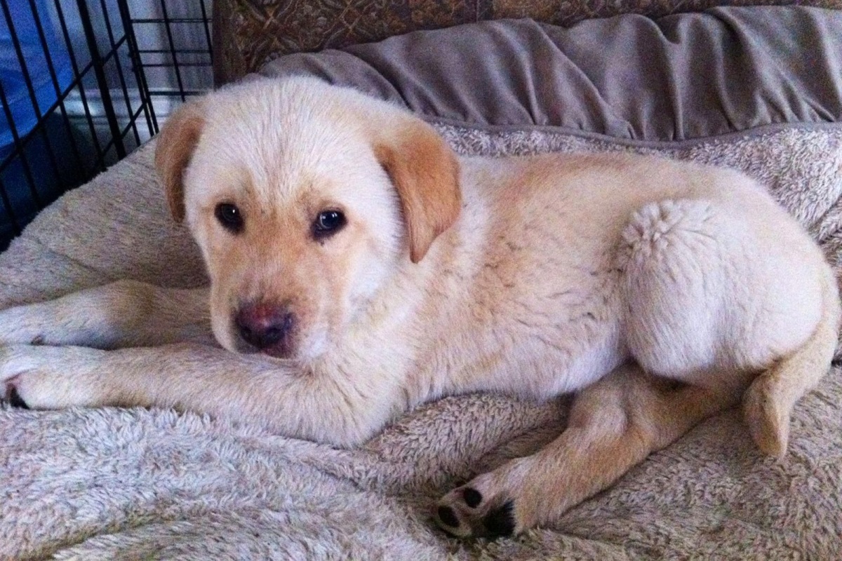 cucciolo di cane dentro gabbietta