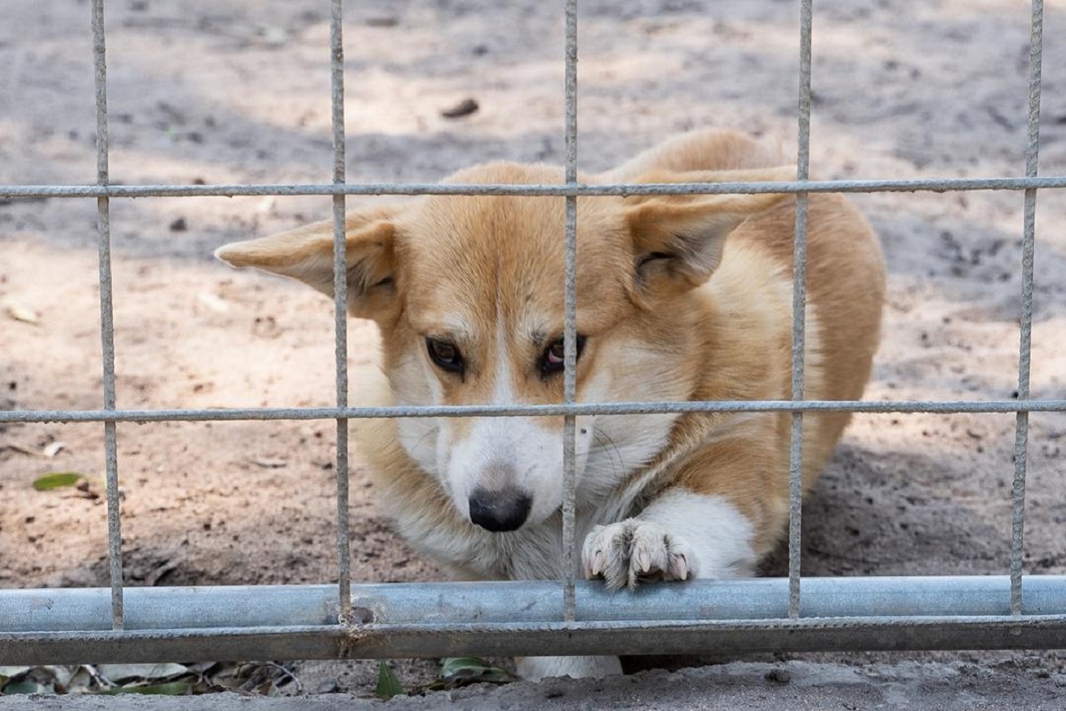 cane rinchiuso in un canile