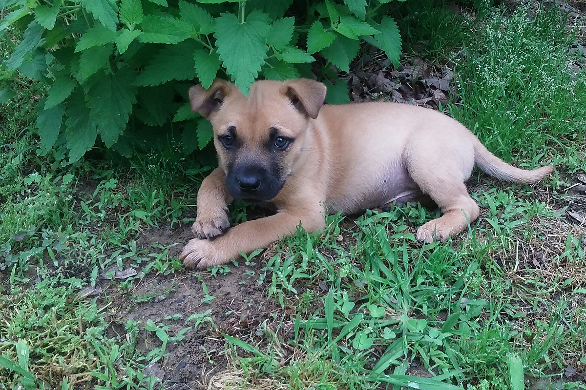 Dove portare cuccioli di cane appena trovati