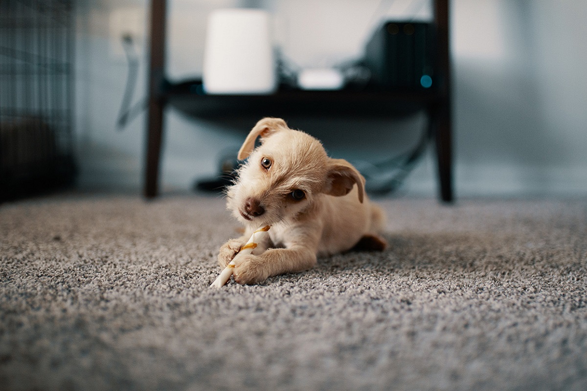 cucciolo di cane su tappeto di casa