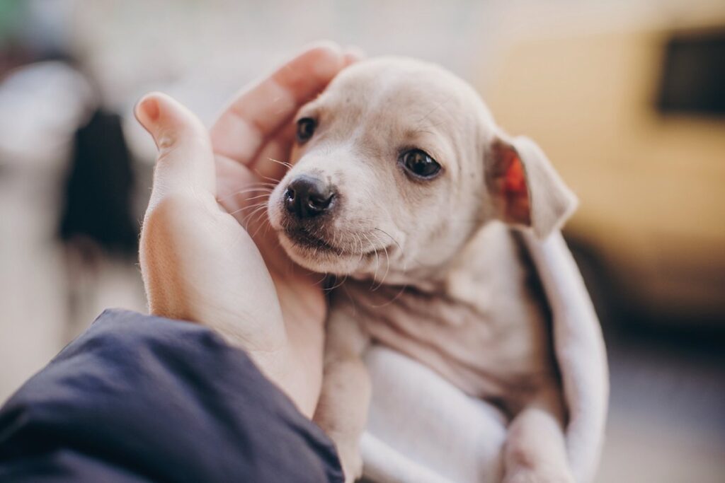 dove prendere cuccioli di cane