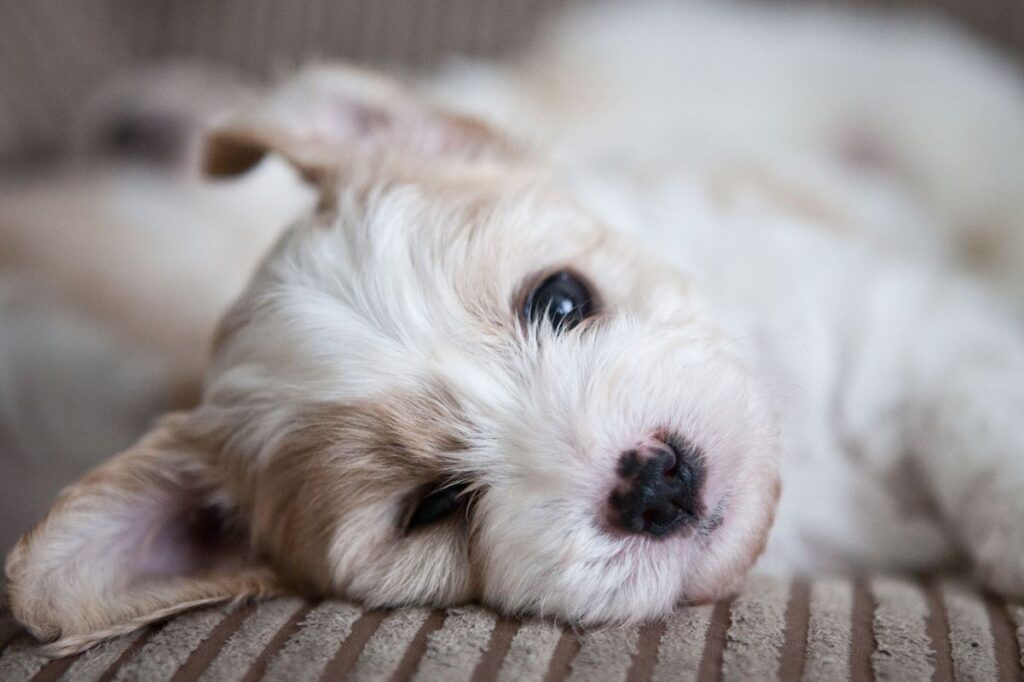 dove prendere cuccioli di cane