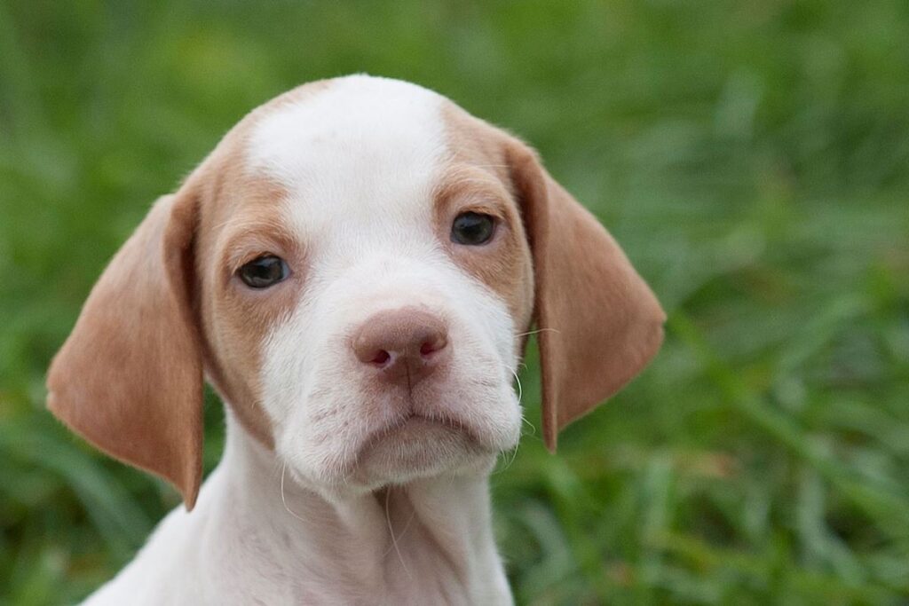 dove prendere cuccioli di cane