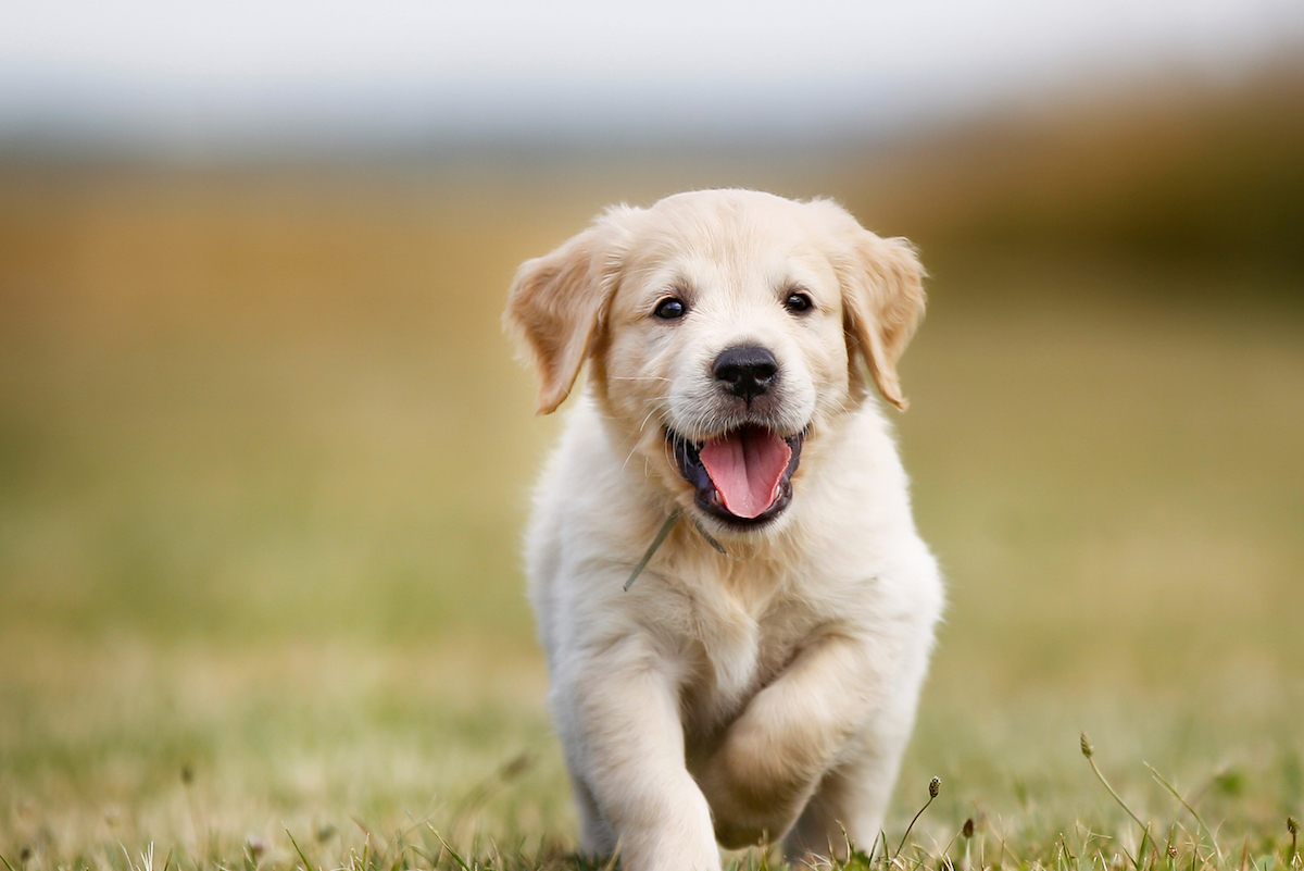 Dove prendere cuccioli di cane in modo sicuro