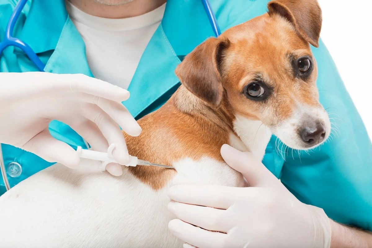 come si inserisce il microchip nel cane