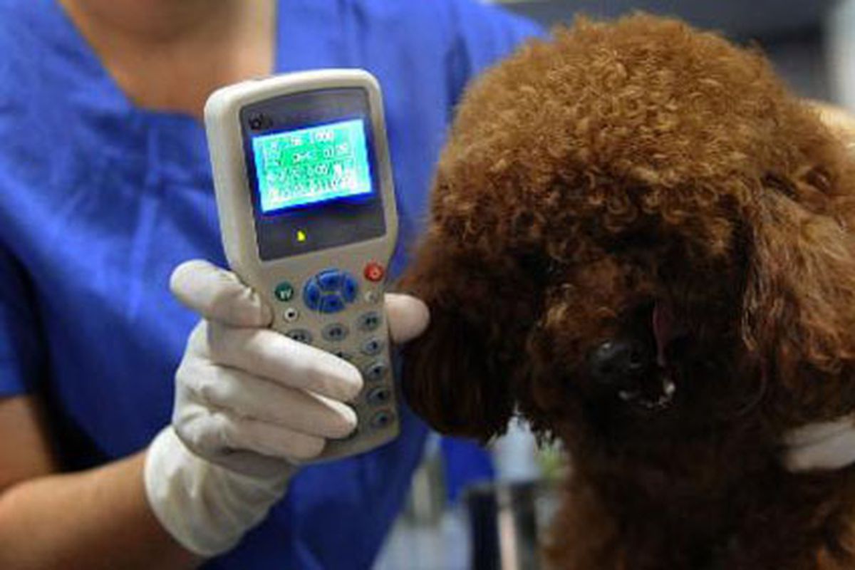 lettore di microchip per cani