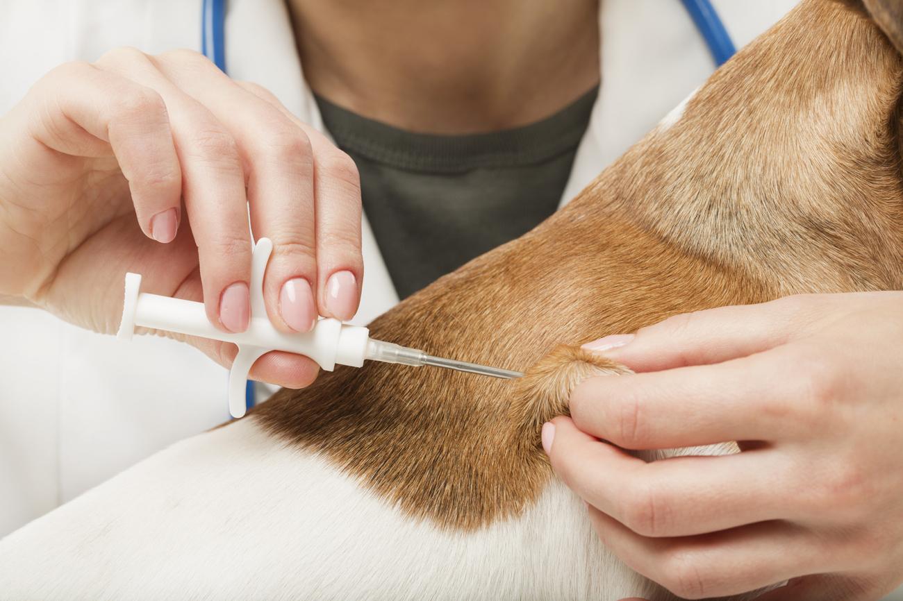 microchip nel collo del cane