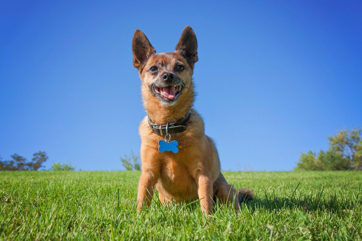 cane al parco