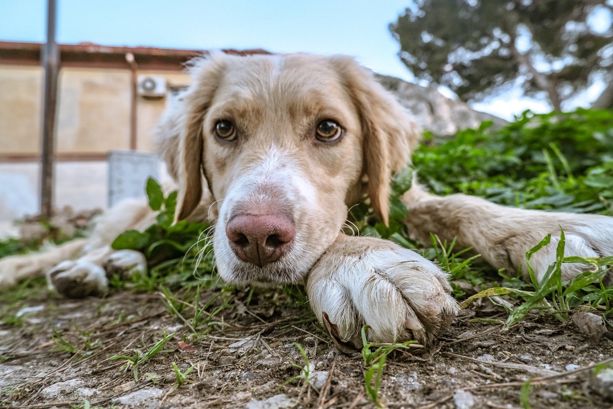 cane all'aperto