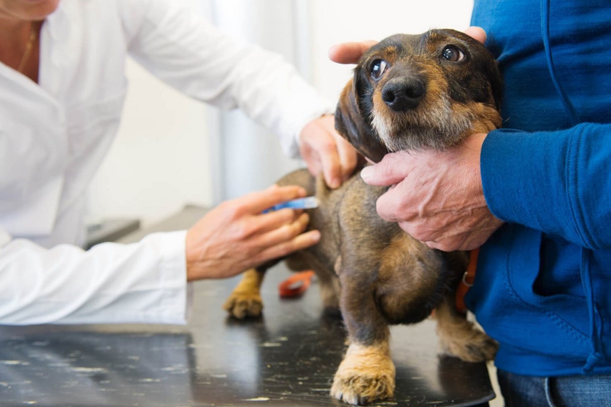 iniezione al cane