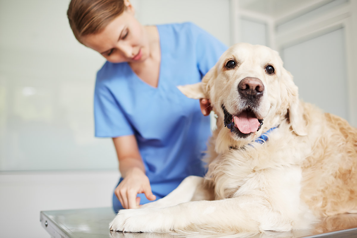 cane dalla veterinaria