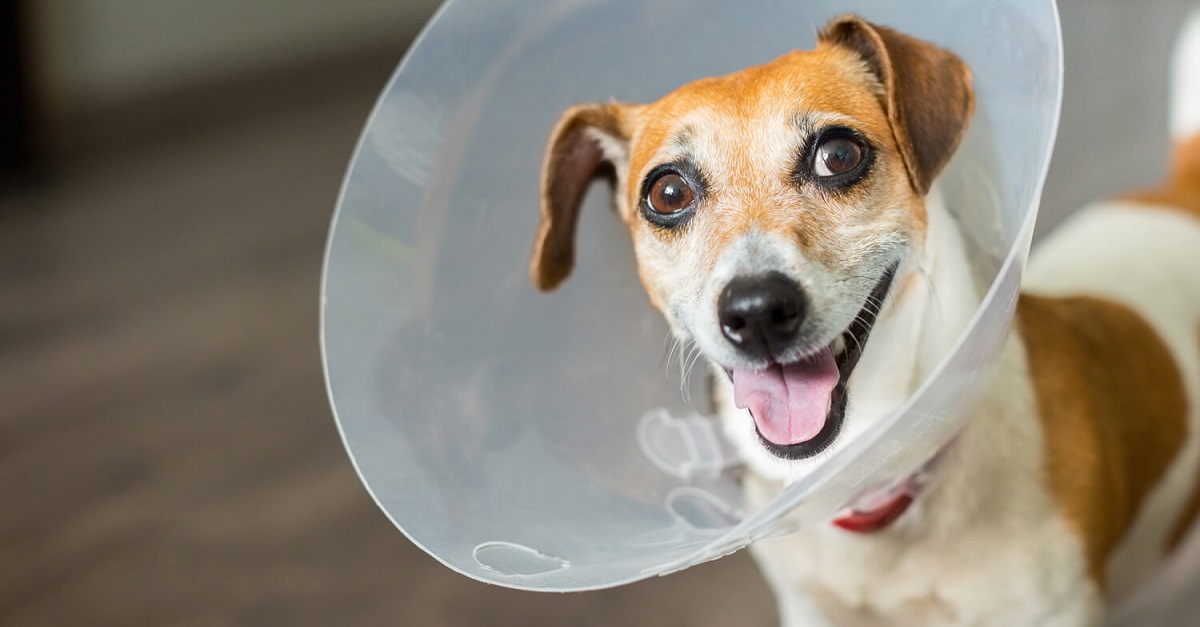 Dove sterilizzare il cane gratis? Quando si può e quando no