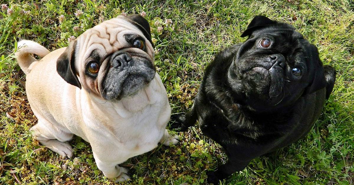 Farsi ubbidire dal cane: metodi infallibili e consigli