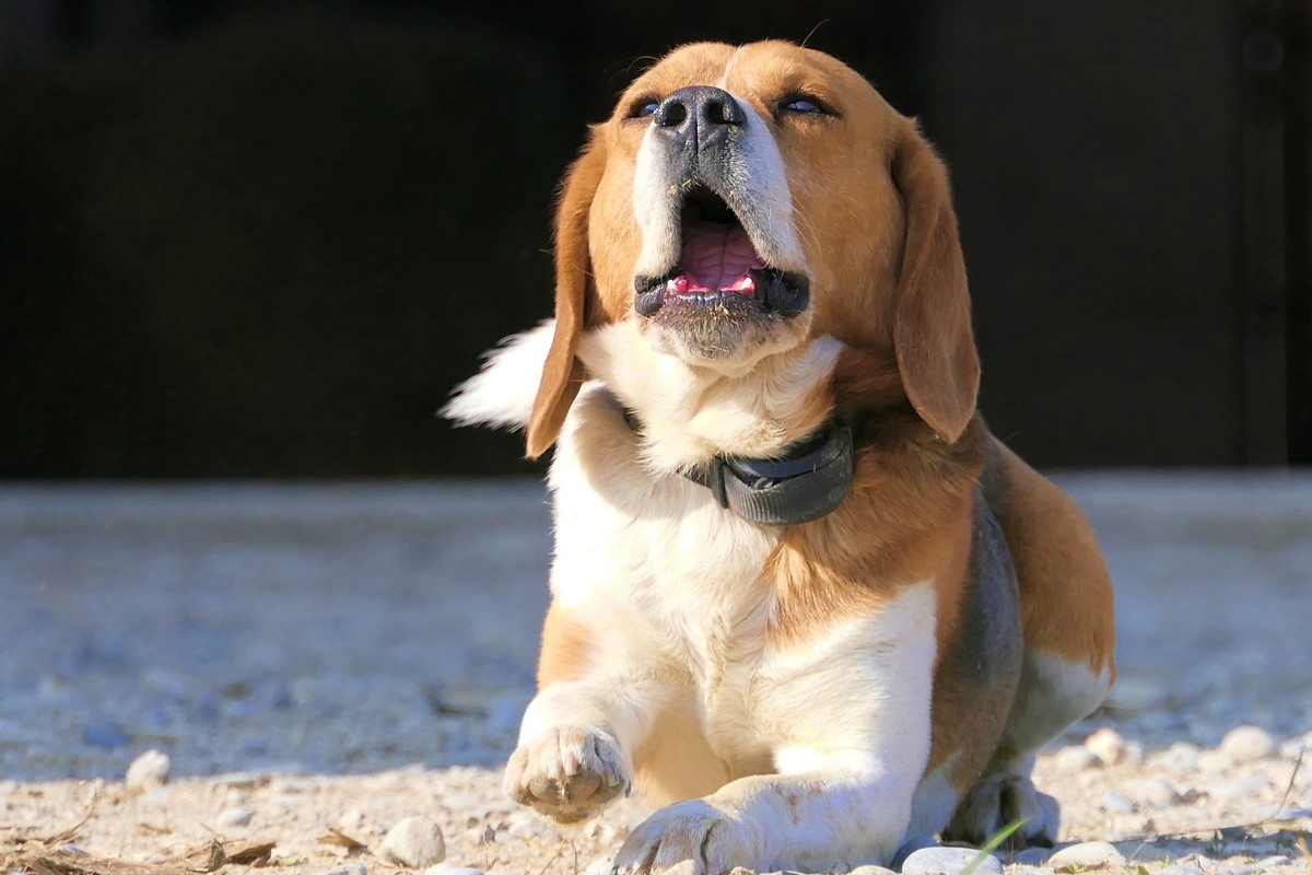 cane con la bocca aperta