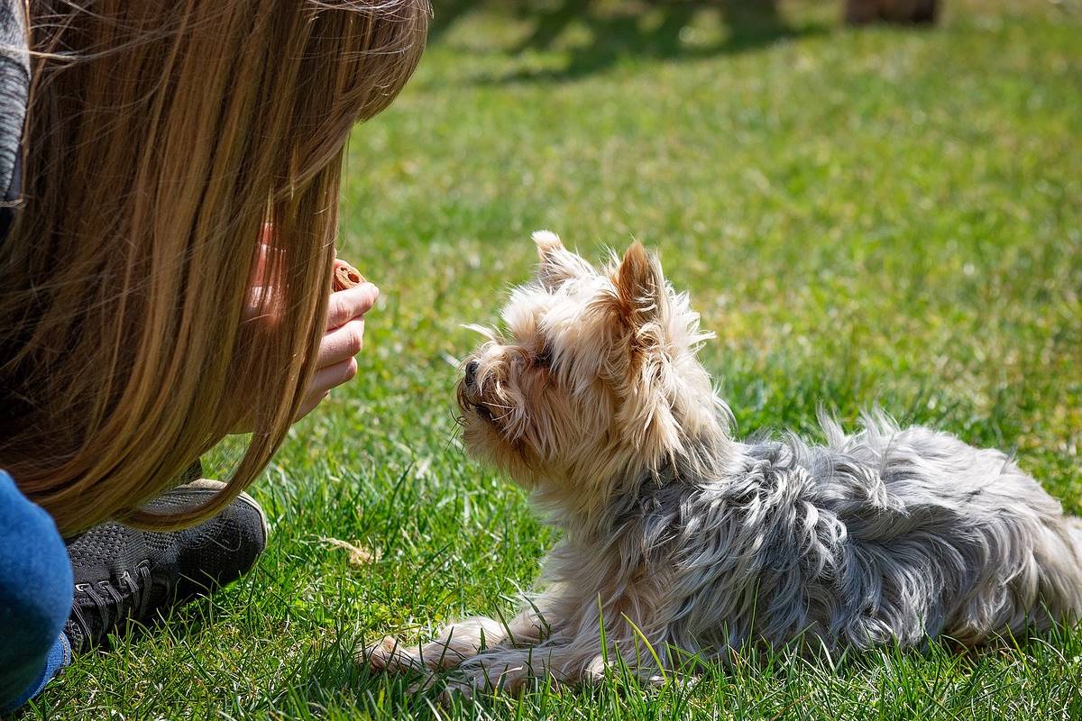 addestrare un cucciolo di cane